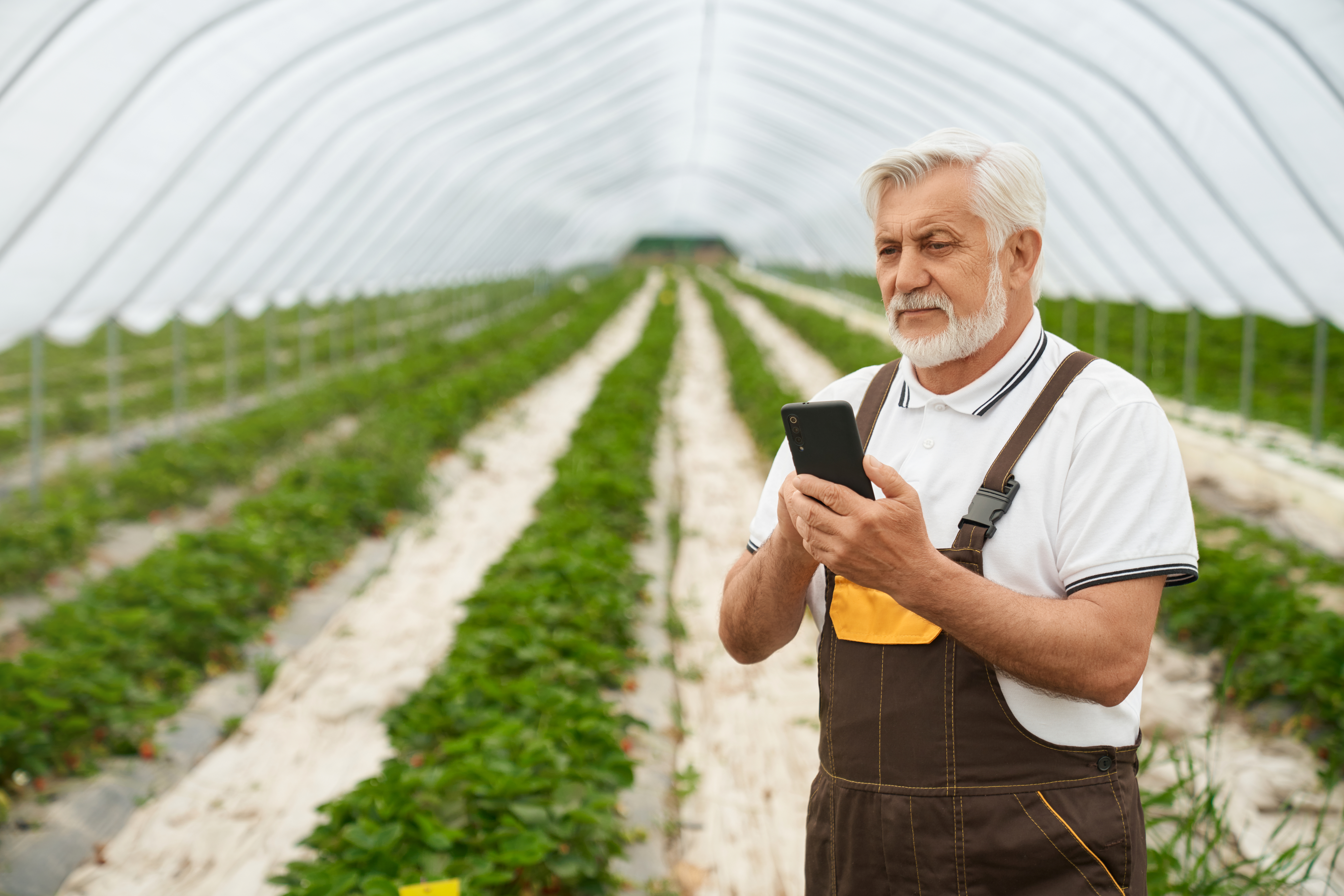 Caucasian aged farmer with modern smartphone in hands standing at greenhouse with strawberry bushes growing around. Concept of people, technology and agriculture.