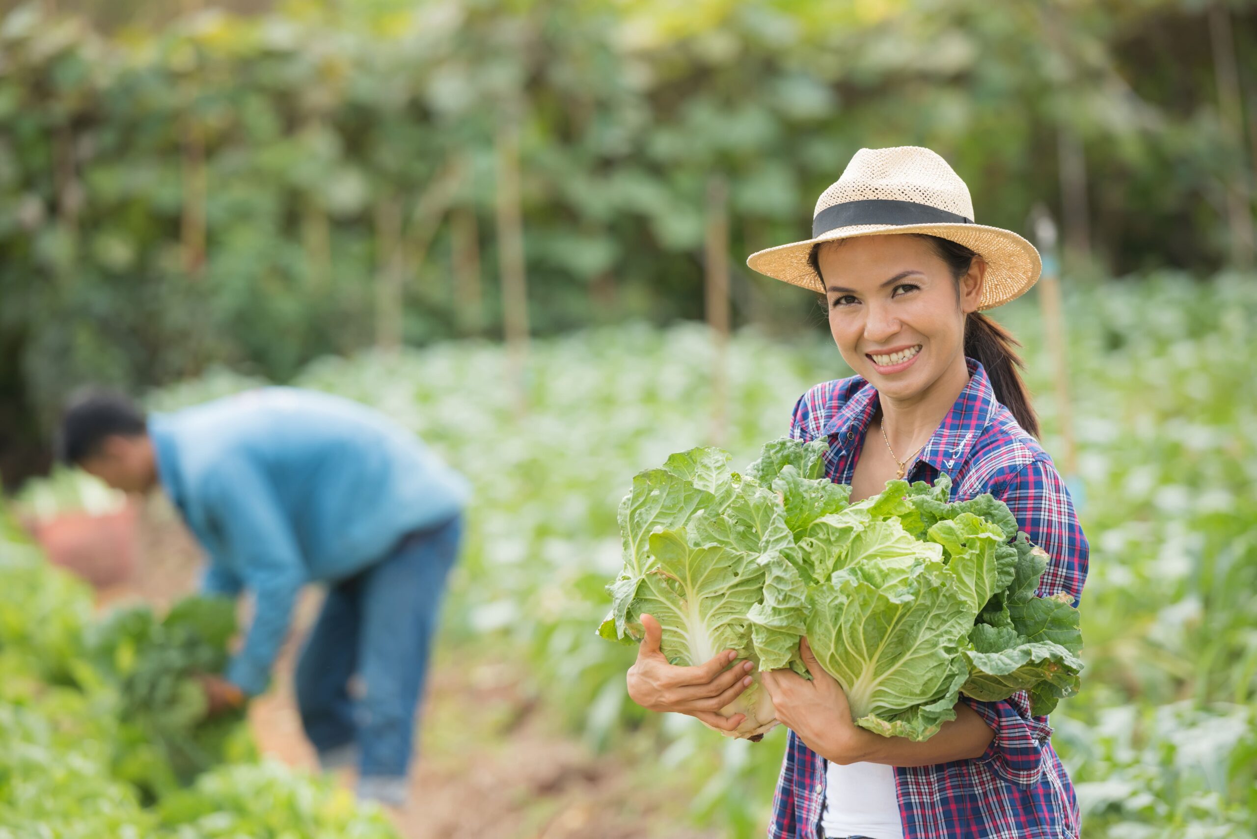 farmers-are-working-chinese-cabbage-farm (1)