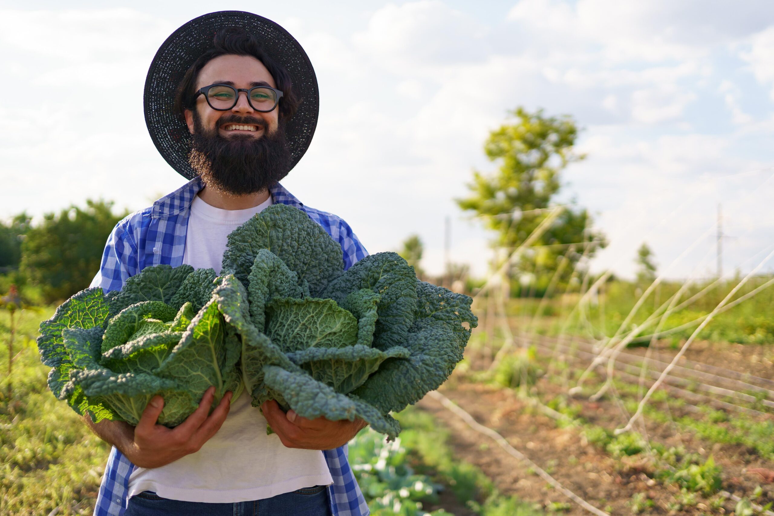 pickled-cabbage-hands-smiling-male-farmer-man-farmer-holding-cabbage-green-foliage-harvest-concept (1) (1)